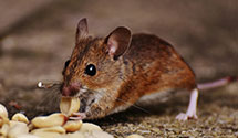 24 Hour & Emergency Exterminators in Canoga Park, CA